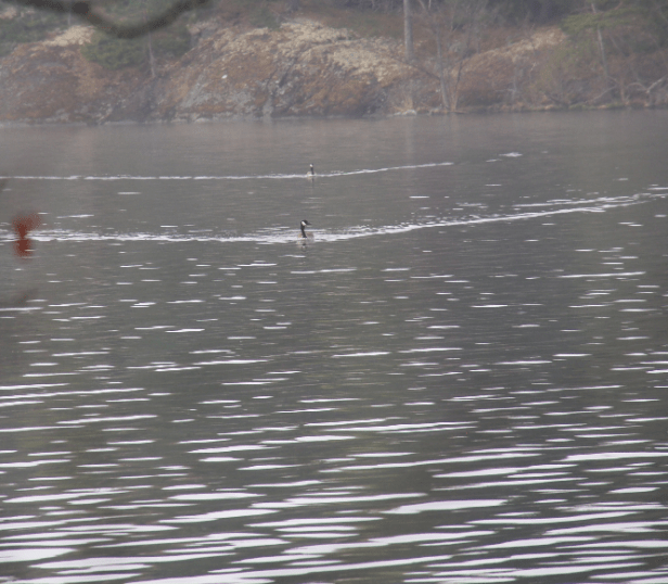 Kanadagäss på väg in