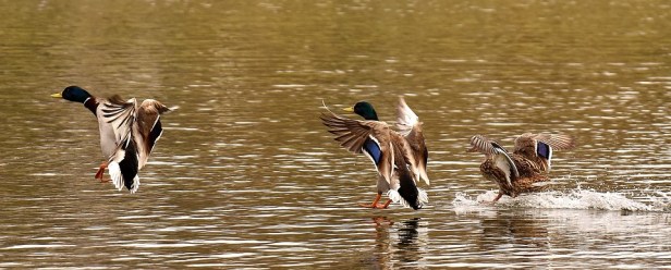 mallards-2768394_960_720