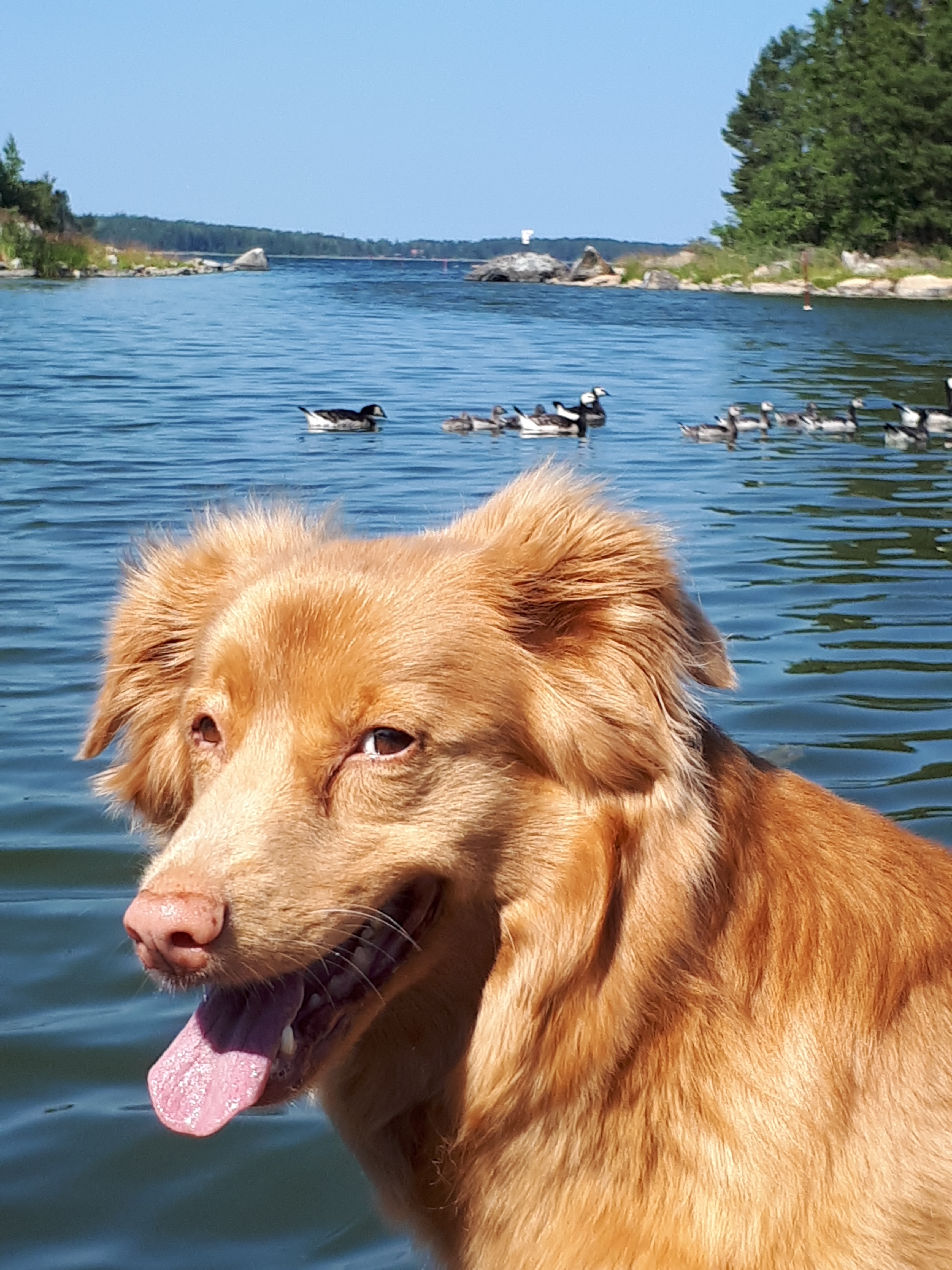 Roxane med vitkindade gäss