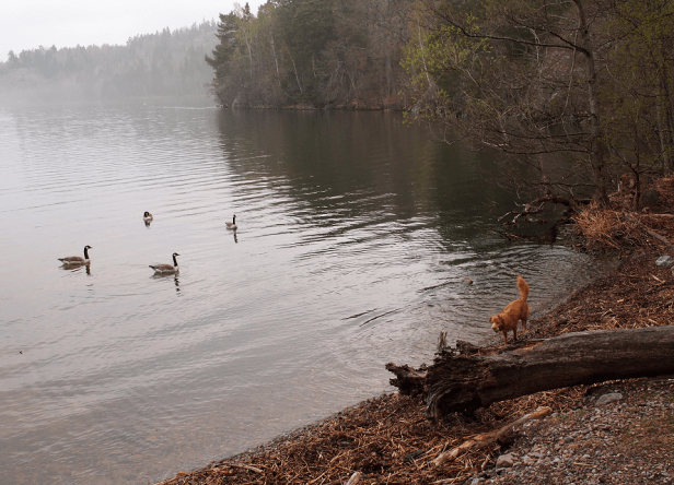 Roxane och kanadagäss