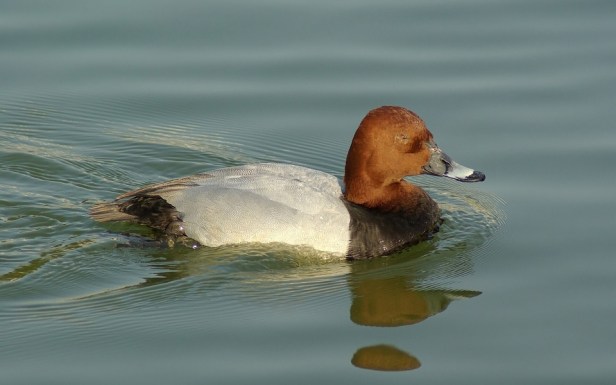 common-pochard-duck-599249_960_720