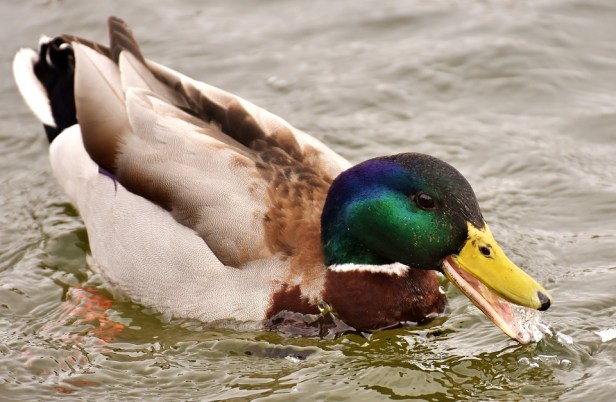 mallard-2812169_960_720