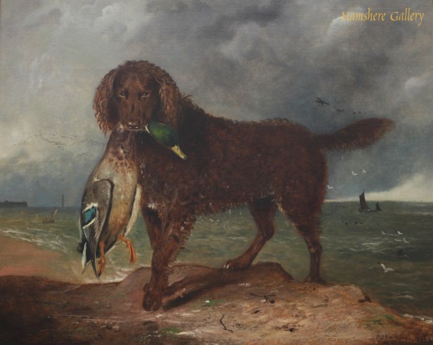 tweed water spaniel