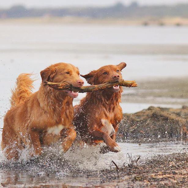 21557967_10154830056725911_8272366665704777127_n