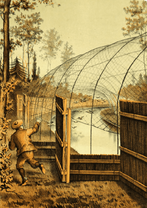 2 Decoymannen skrämmer änderna ännu längre in i den allt smalare kanalen