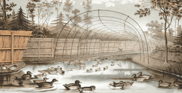 3 Änder på väg in i decoyens kanal