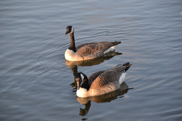 goose-1563915_960_720