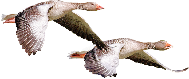 isolated-1418281_1280