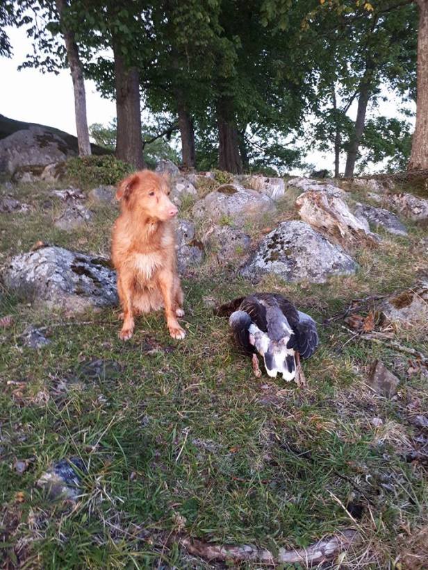 19554637_1279892778806942_433406604979723628_n