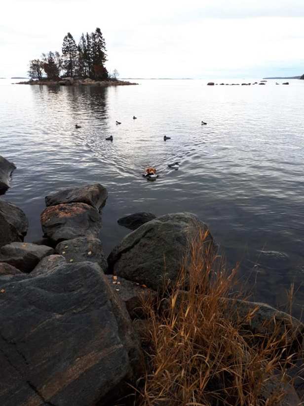 44259801_1913969632065917_7161055670484074496_n