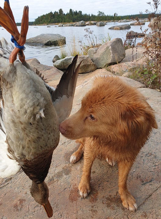 Roxane med intollad and.