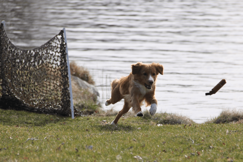 Denna bild har ett alt-attribut som är tomt. Dess filnamn är image-1.png