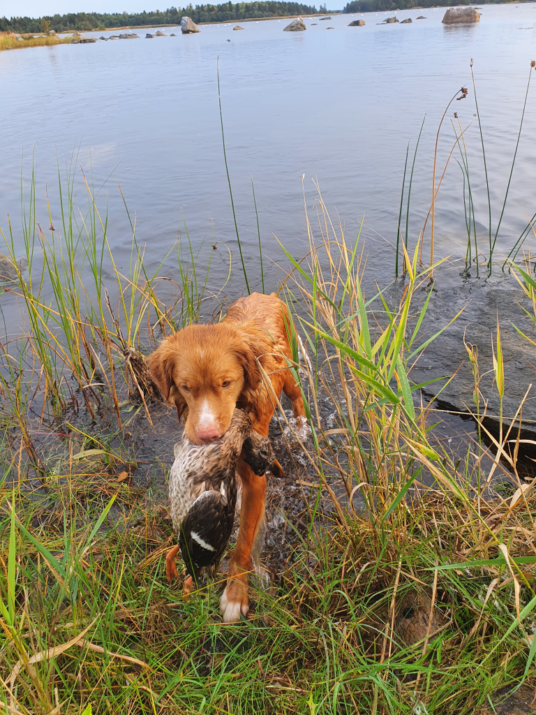 Denna bild har ett alt-attribut som är tomt. Dess filnamn är image-1.png